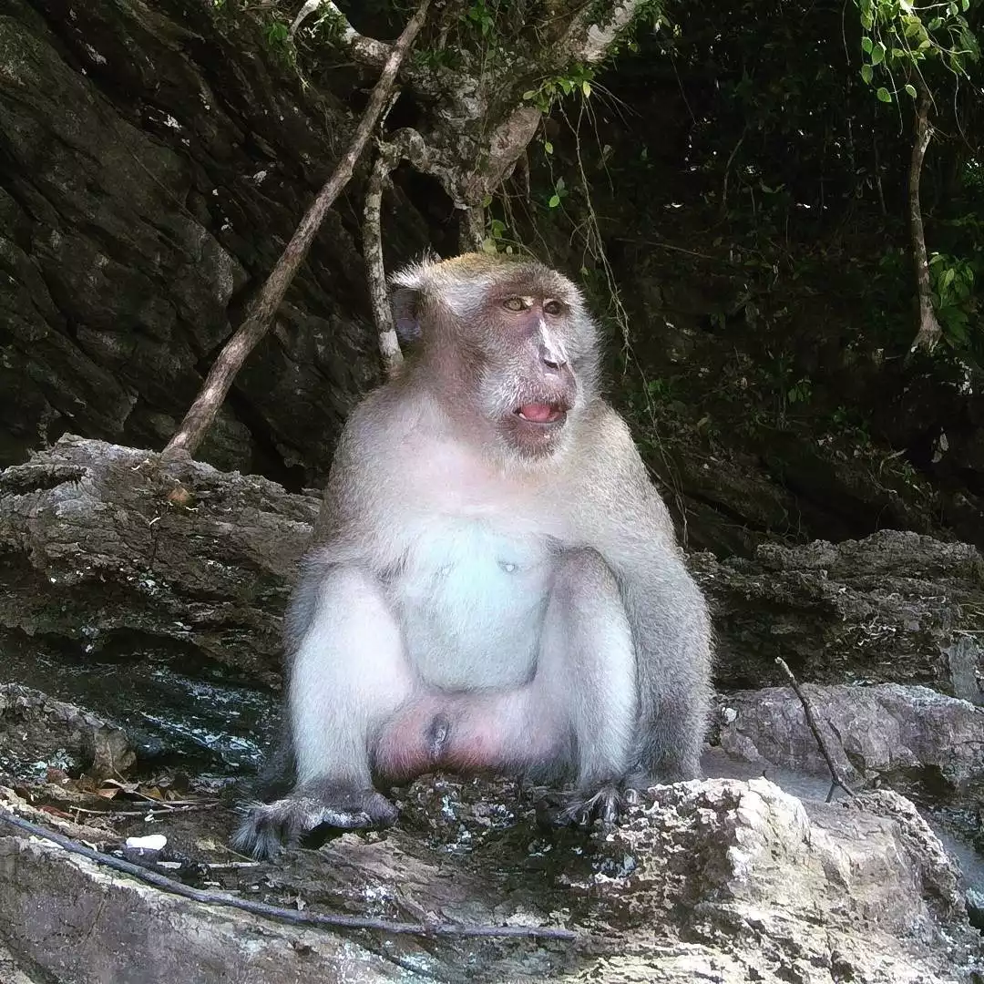 Monkey Beach, archipiélago de Phi Phi, Tailandia.