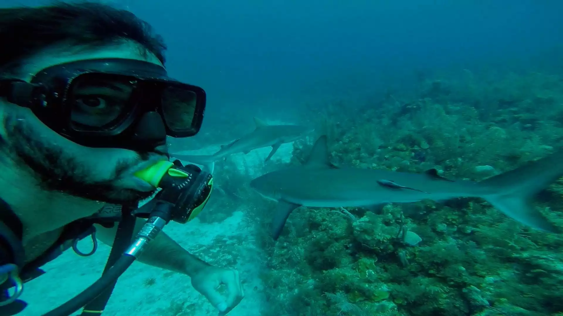 Buceando con tiburones en la Isla de Providencia, Colombia.